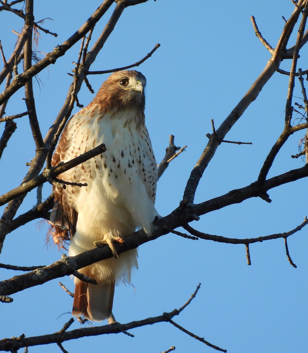 Канюк неоарктичний - ML644552530