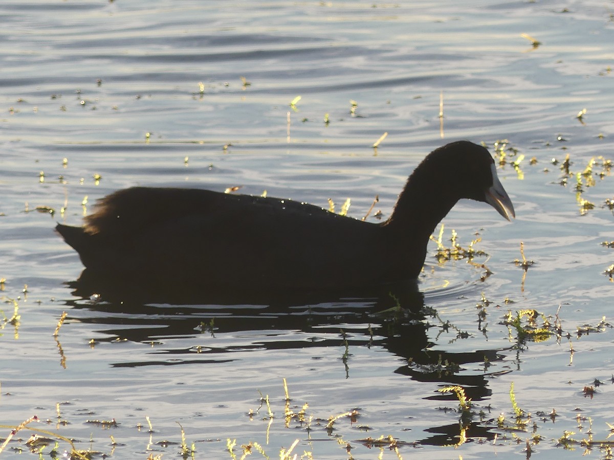 Red-knobbed Coot - ML644552536