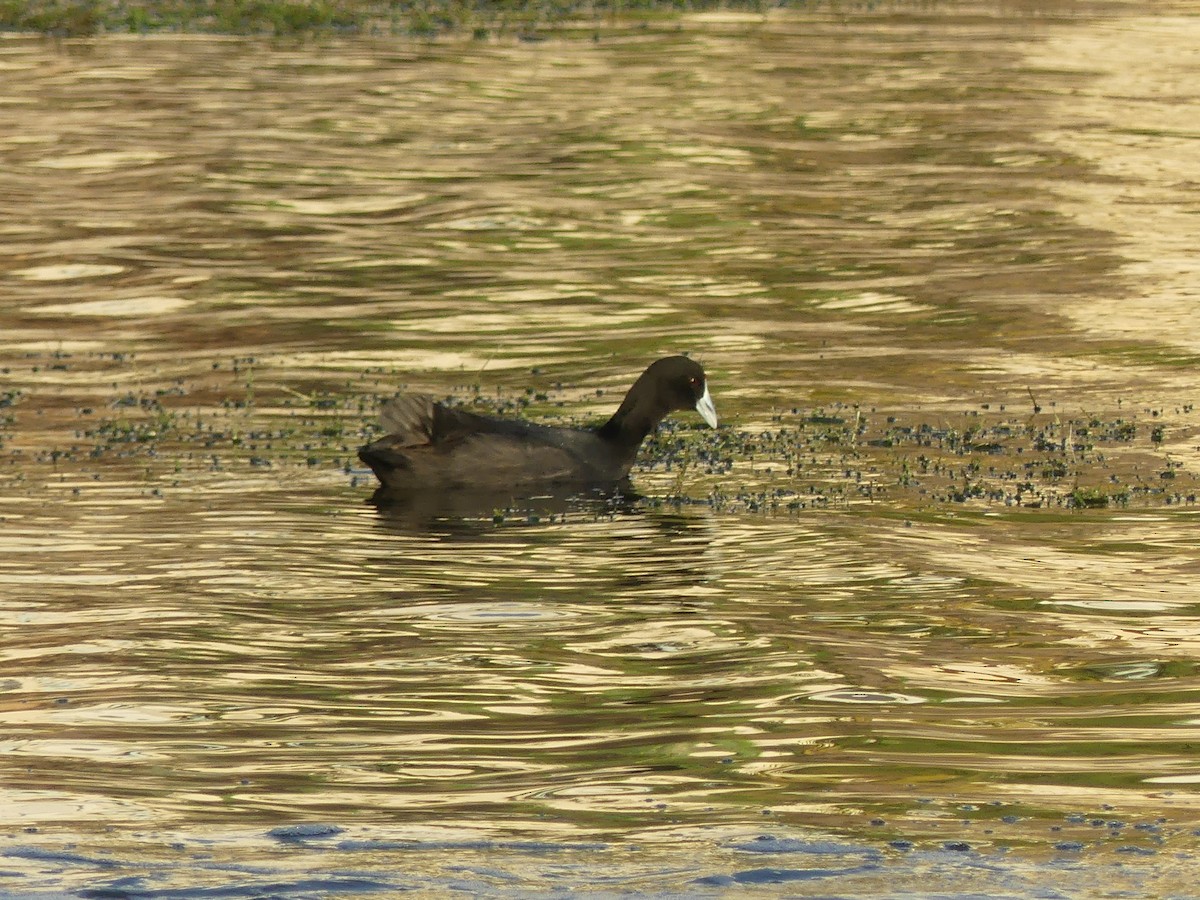 Red-knobbed Coot - ML644552538