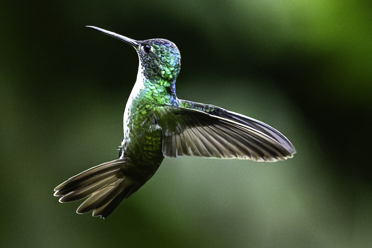 andeskolibri - ML644552541