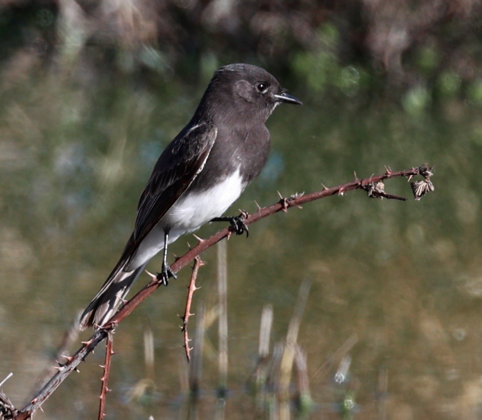 Black Phoebe - ML644552550