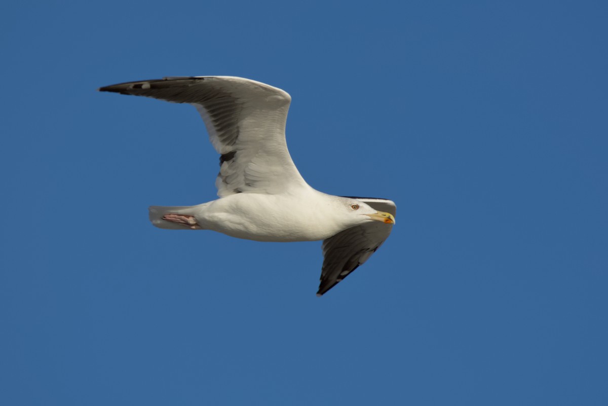 Gavión Atlántico - ML644552564
