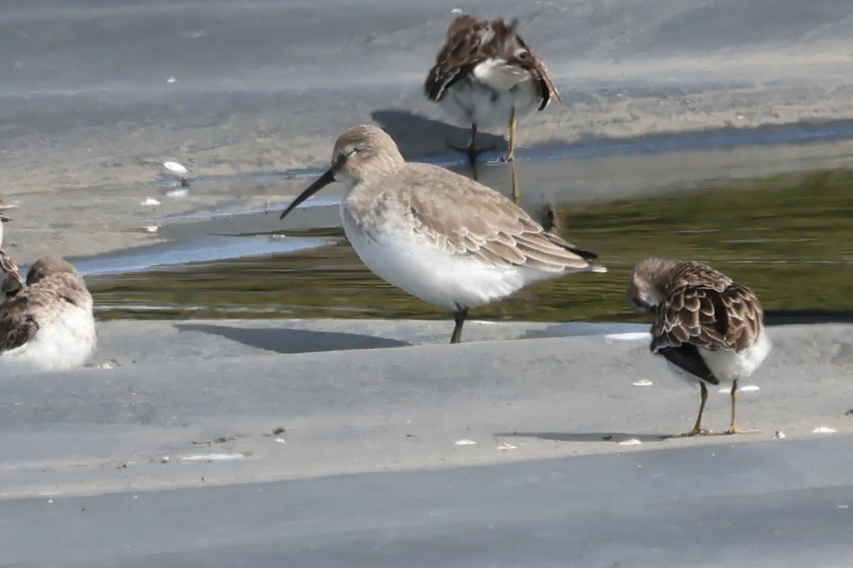 Alpenstrandläufer - ML644552570