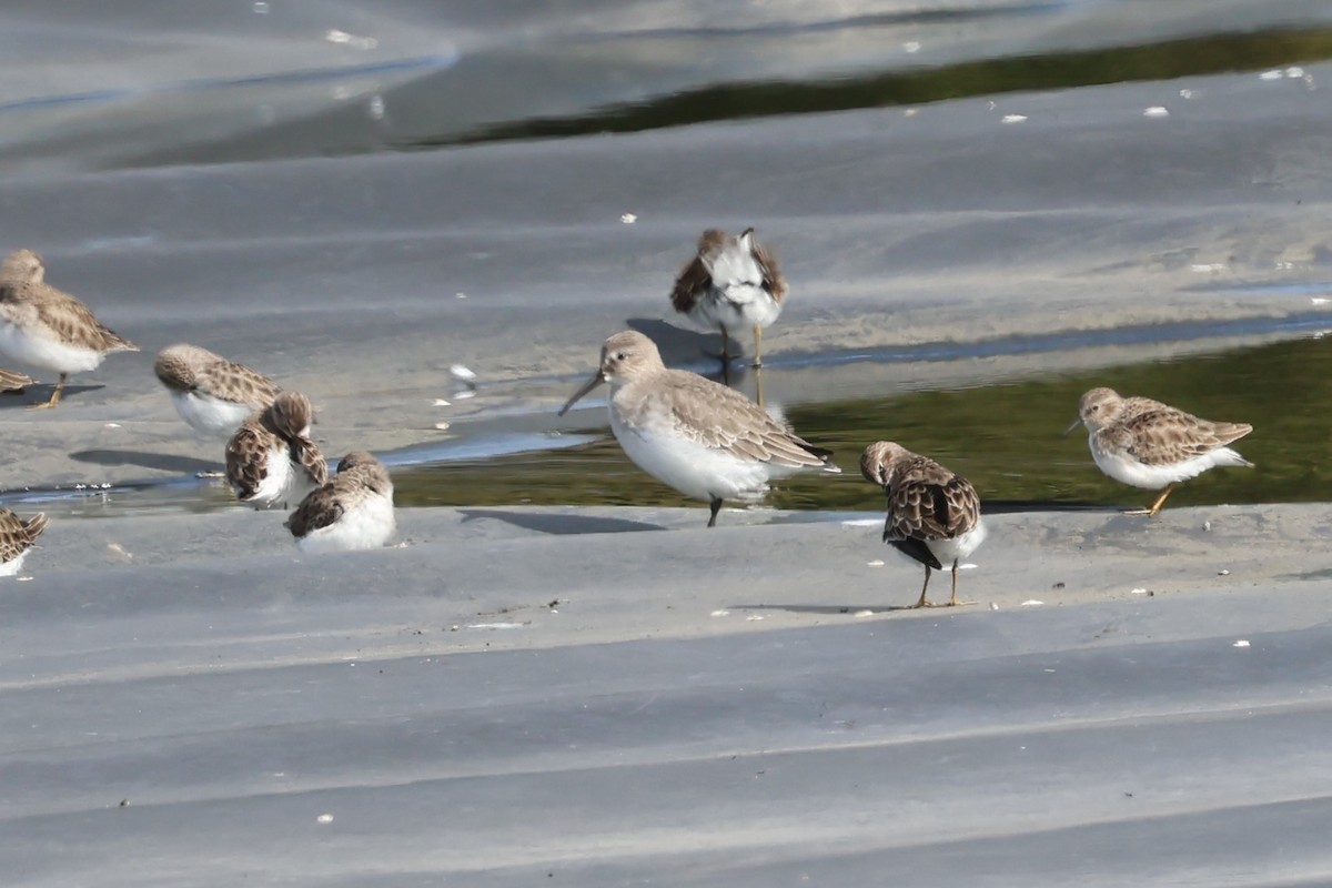 Alpenstrandläufer - ML644552571