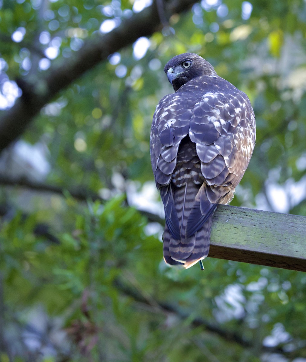 Канюк неоарктичний - ML644552572