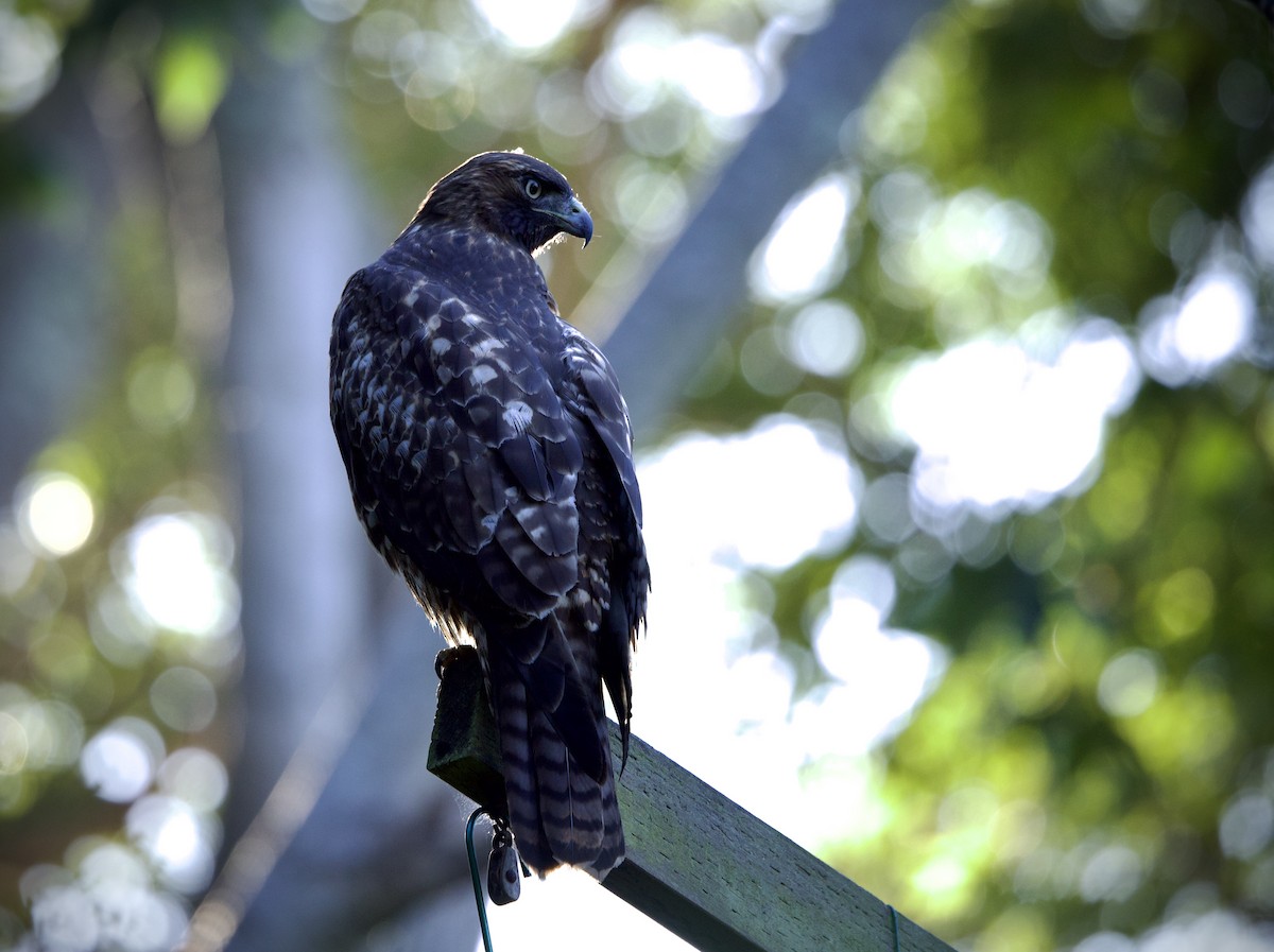 Канюк неоарктичний - ML644552573