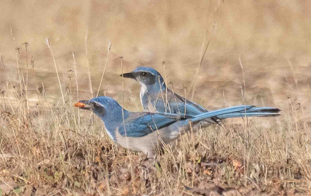 California Scrub-Jay - ML644552574