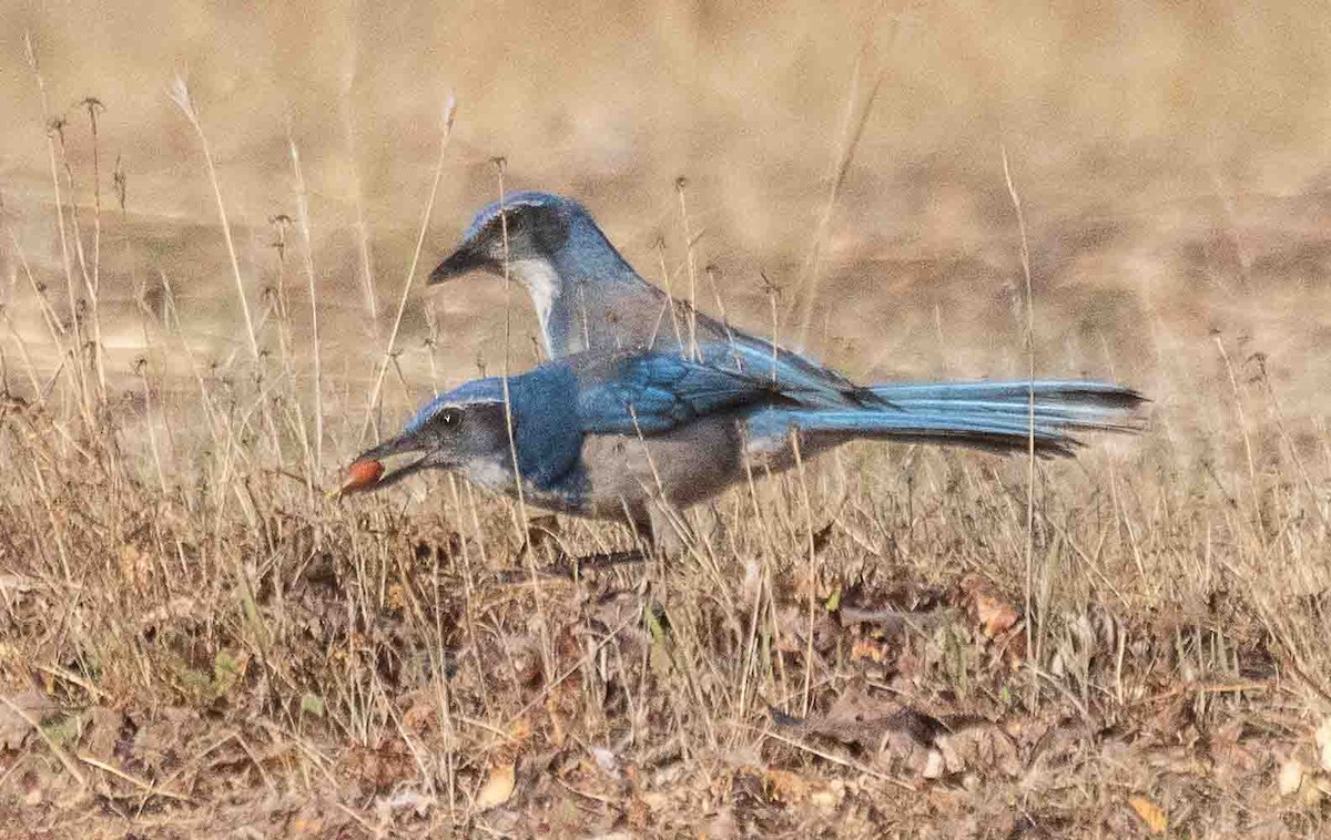 California Scrub-Jay - ML644552575