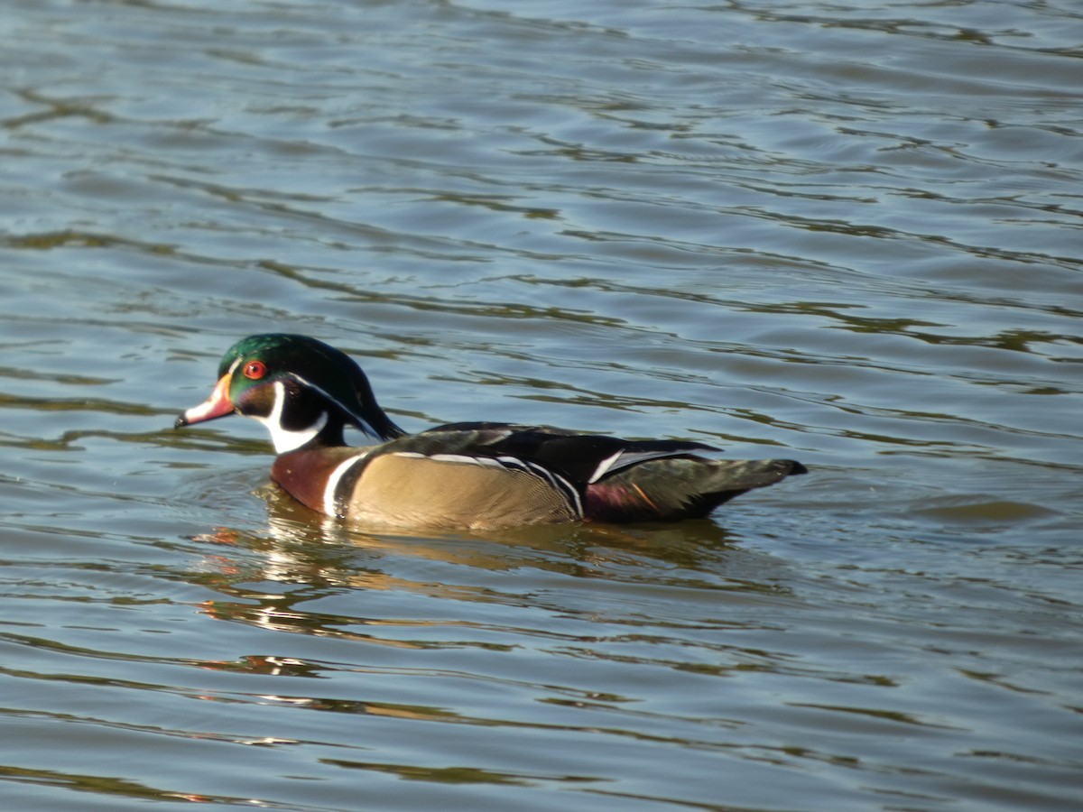 Brautente - ML644552584