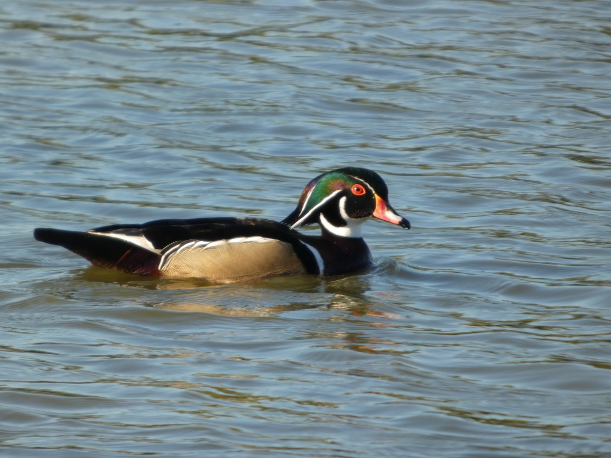 Brautente - ML644552585