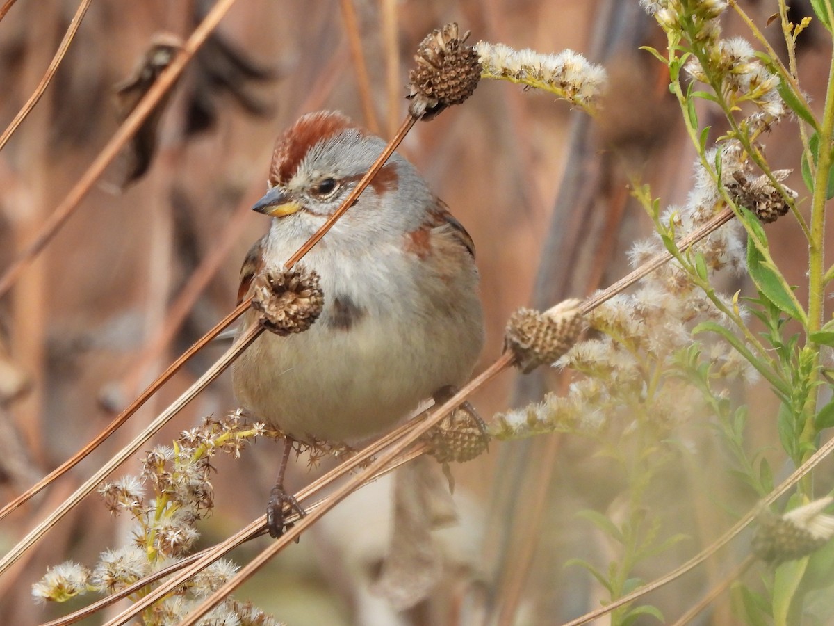 ムナフヒメドリ - ML644552589