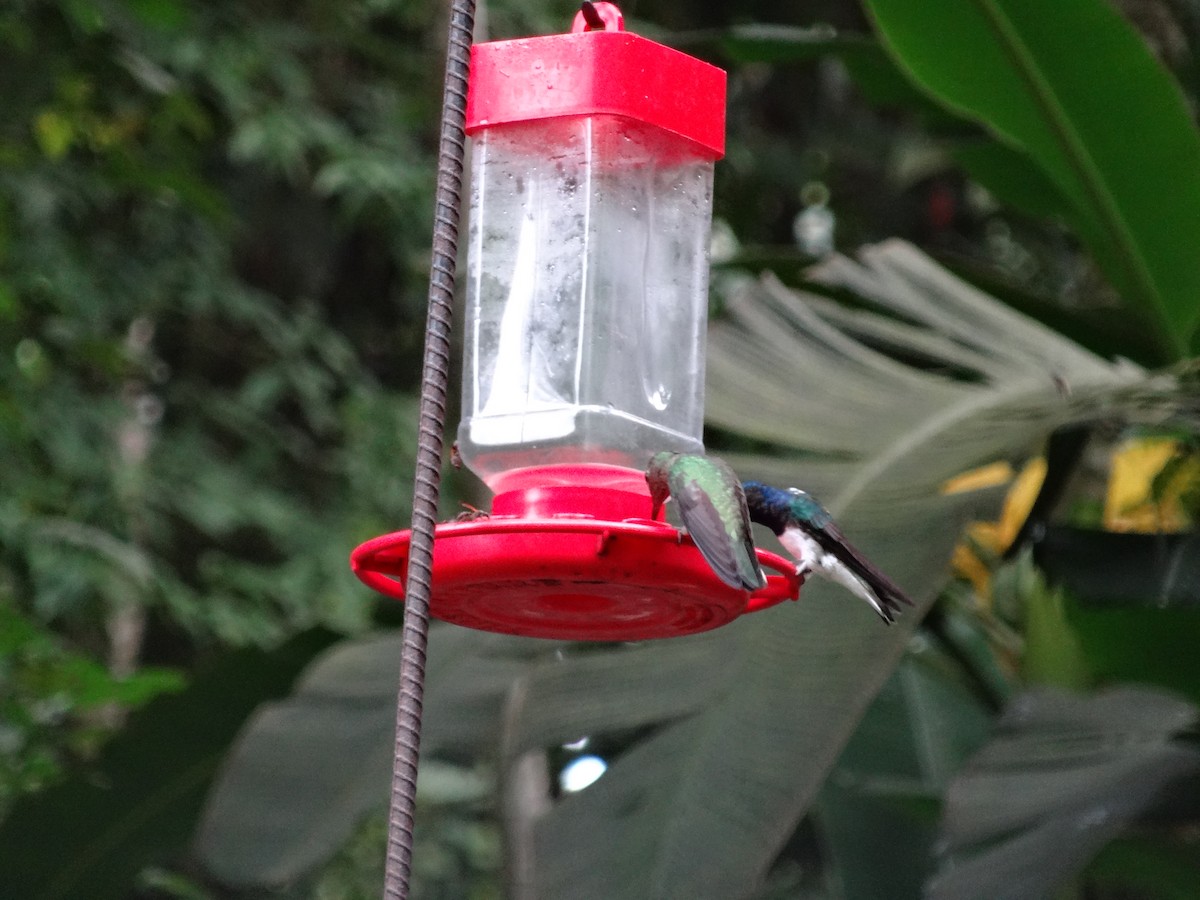 シロエリハチドリ - ML644552594