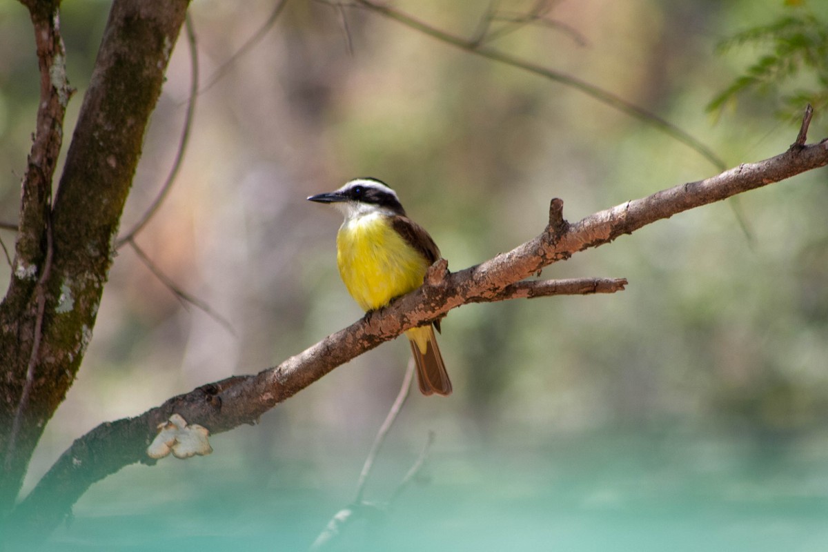 Bienteveo Común - ML644552599