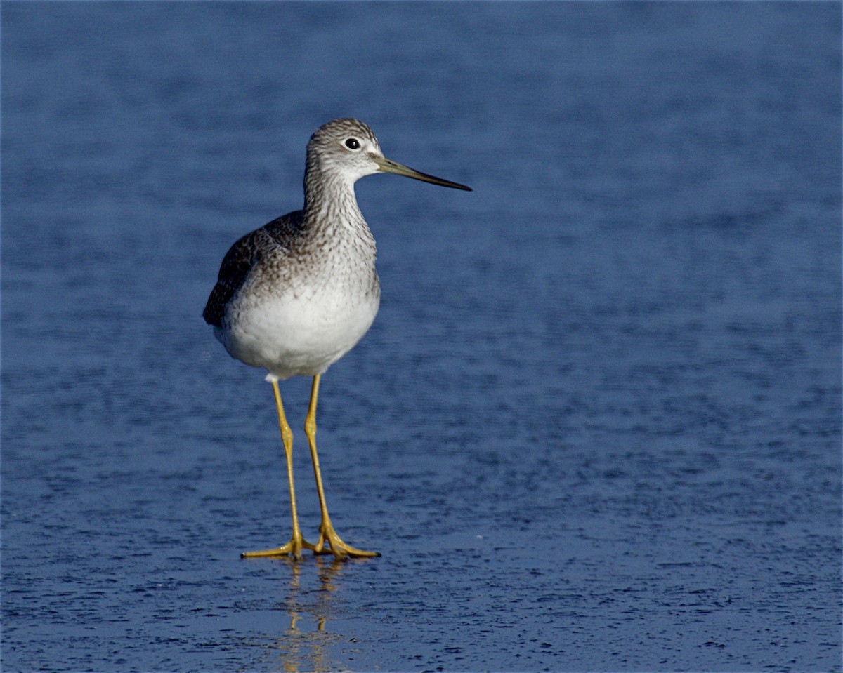 ביצנית עקודה - ML644552614