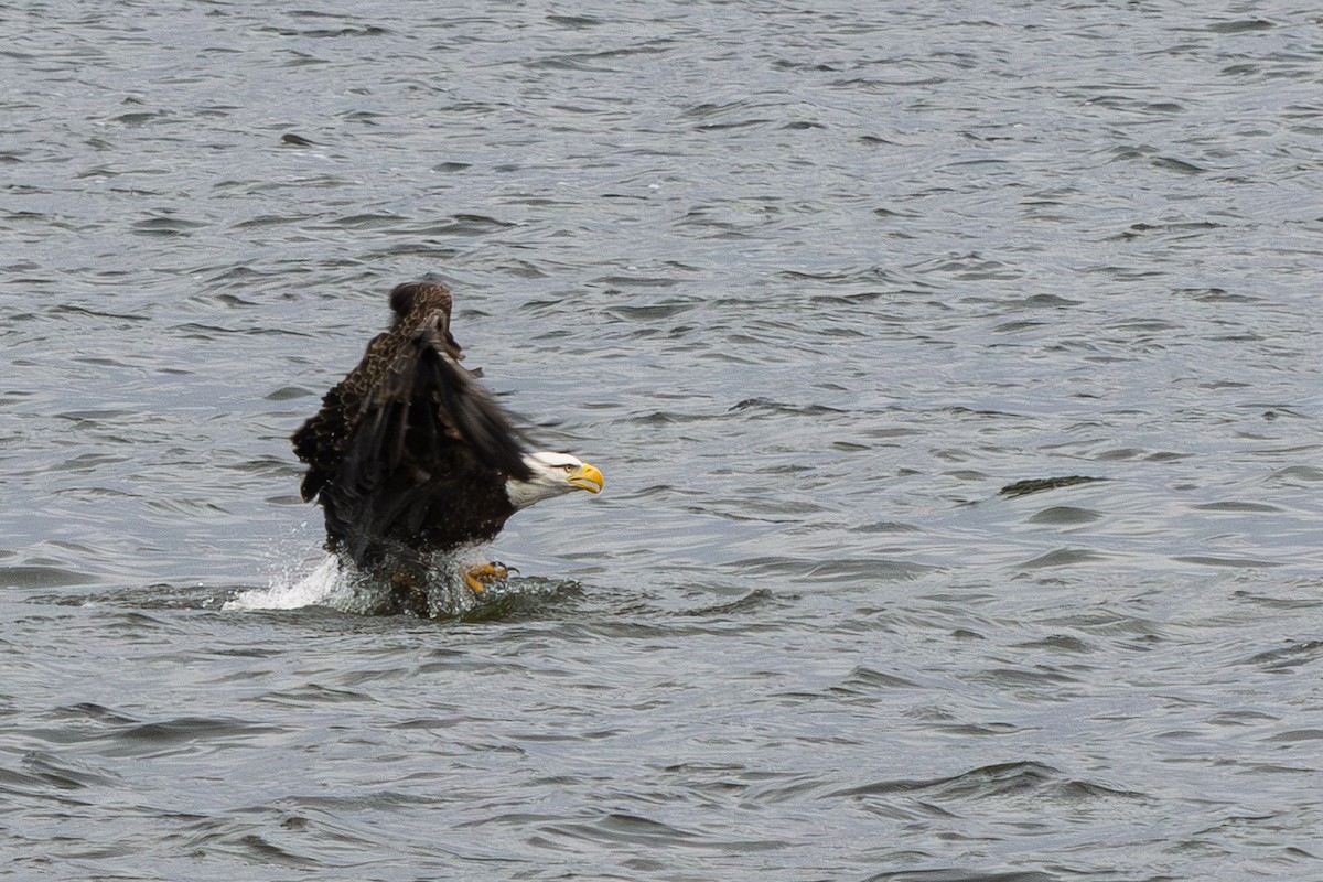 Bald Eagle - ML644552615