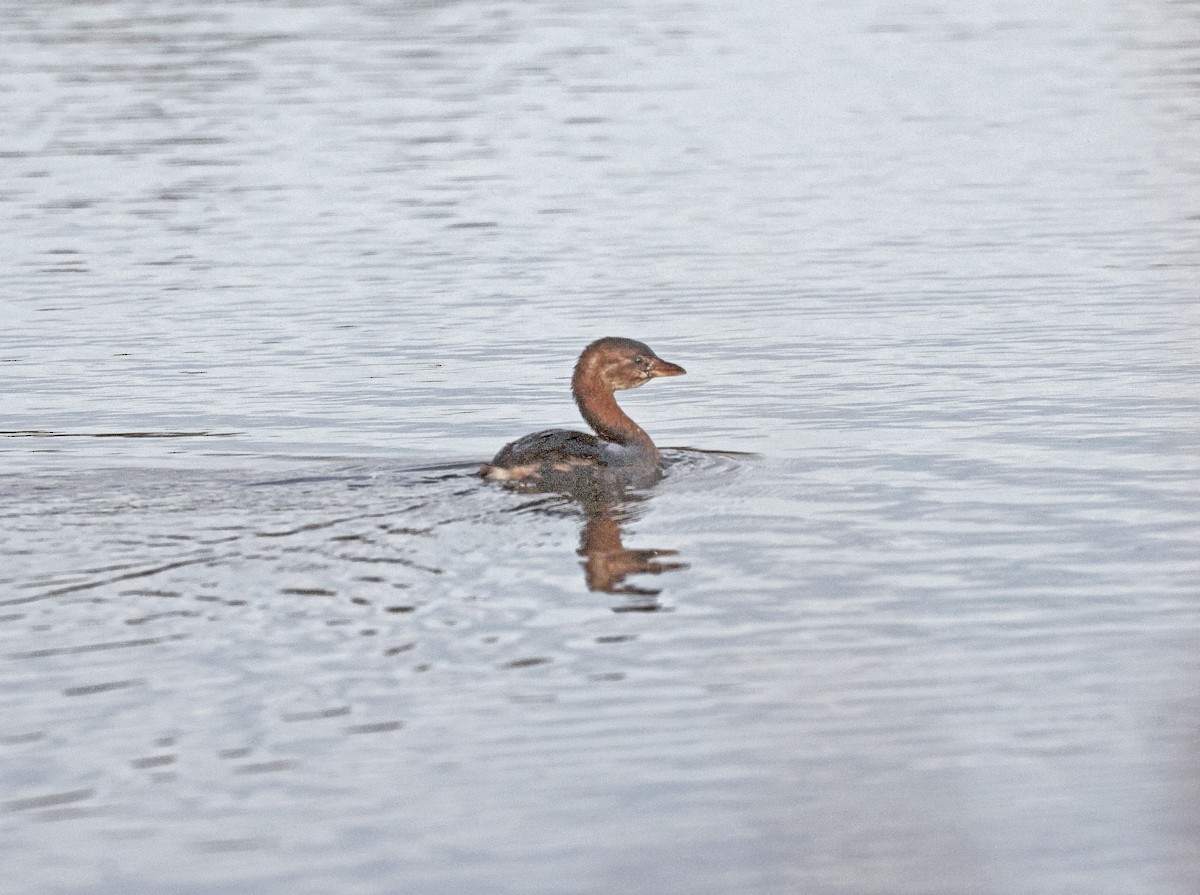 ringnebbdykker - ML644552617