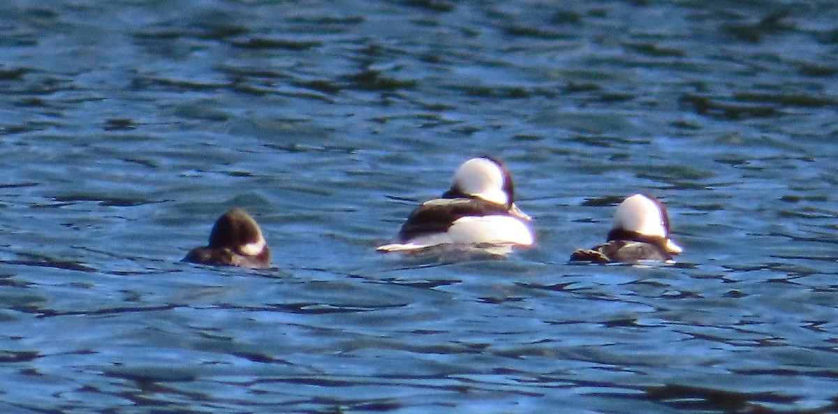 ヒメハジロ - ML644552620