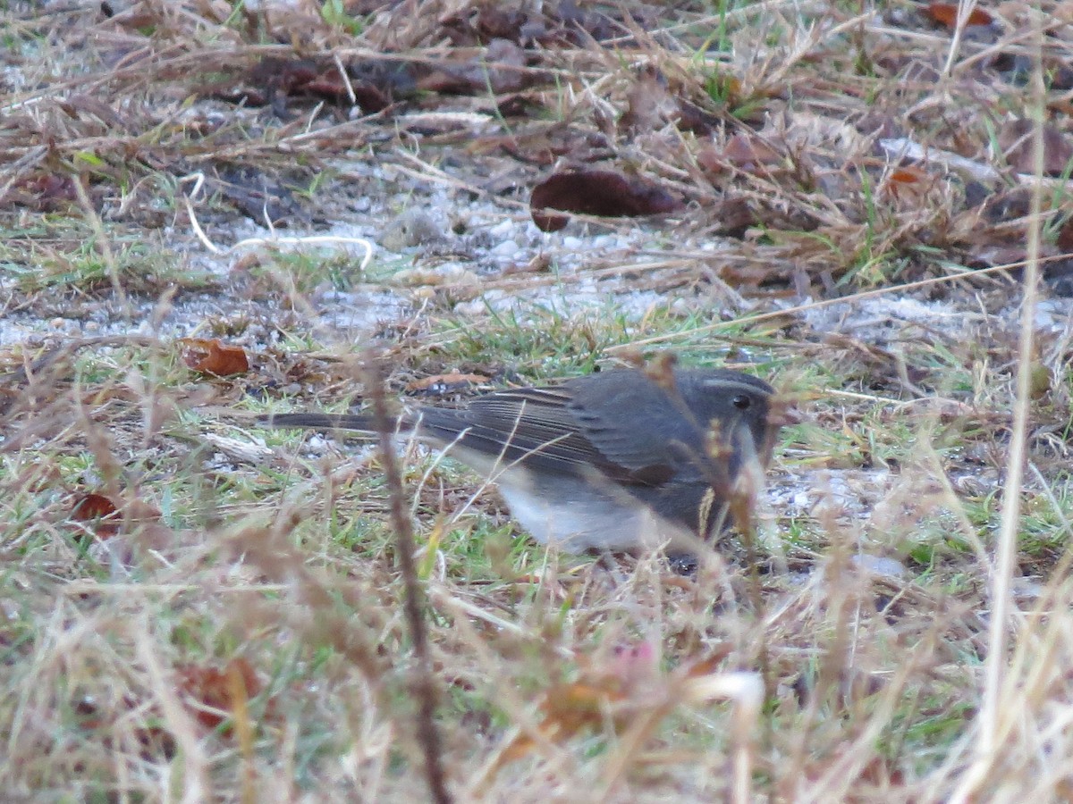 ユキヒメドリ - ML644552626