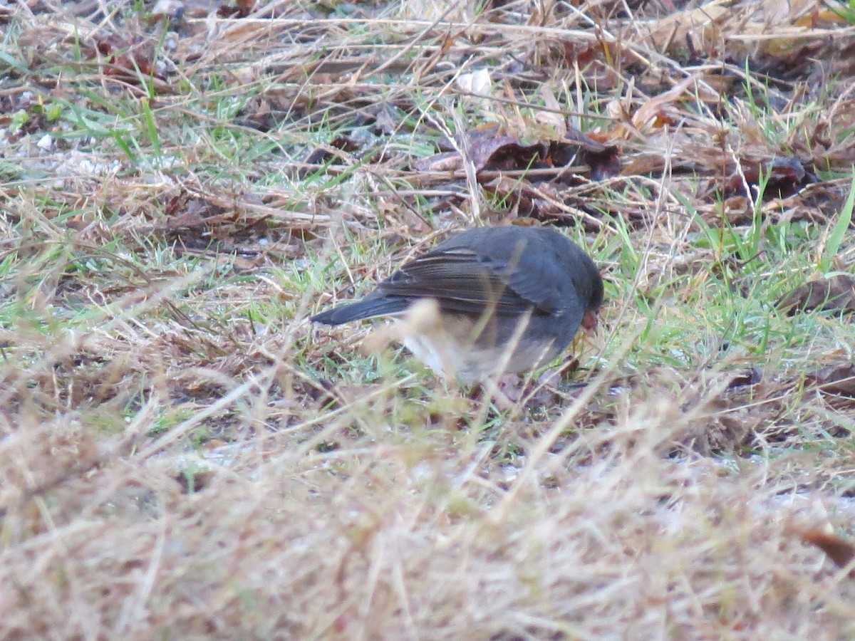 ユキヒメドリ - ML644552627