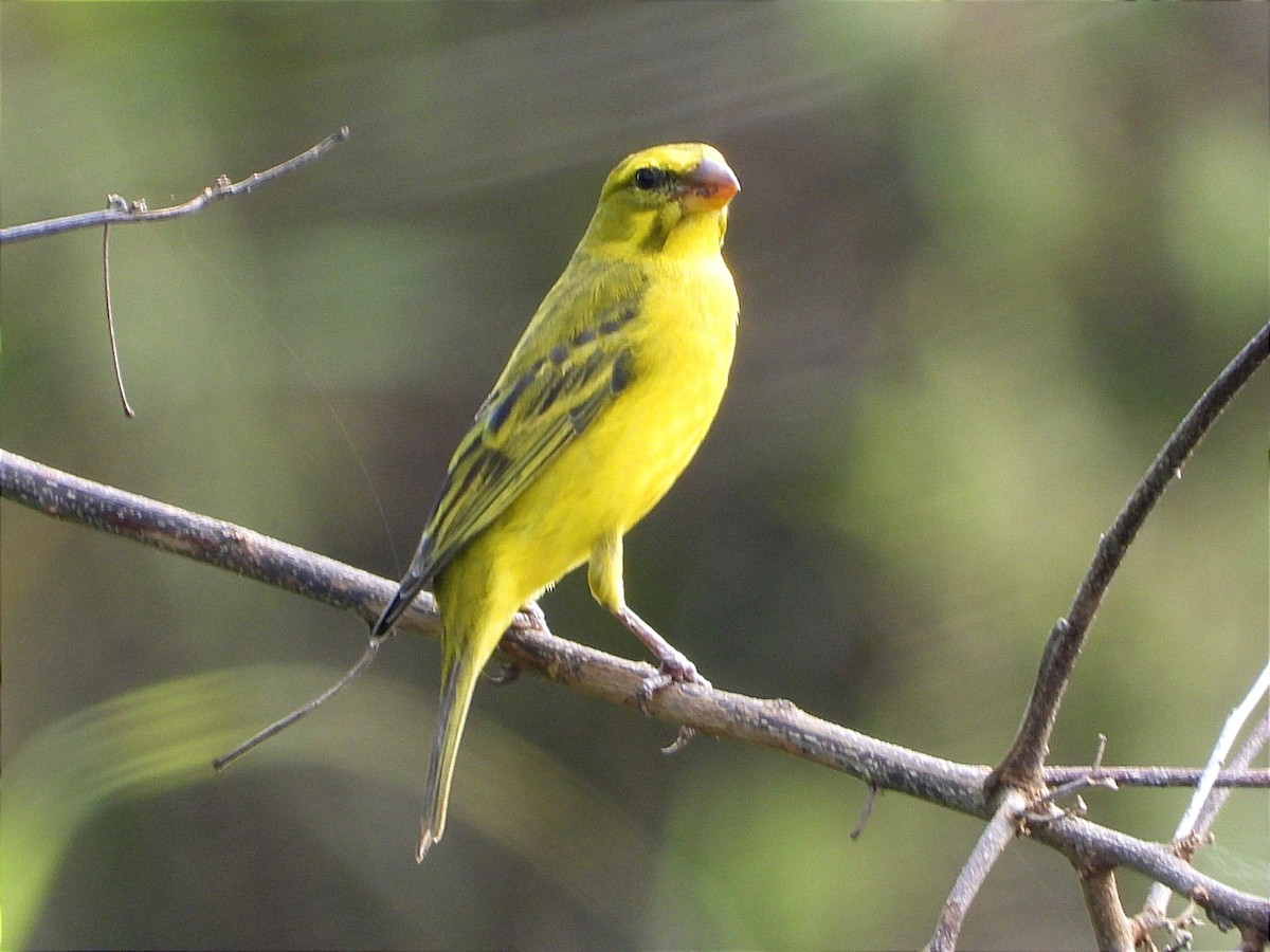 オオカナリア - ML644552629