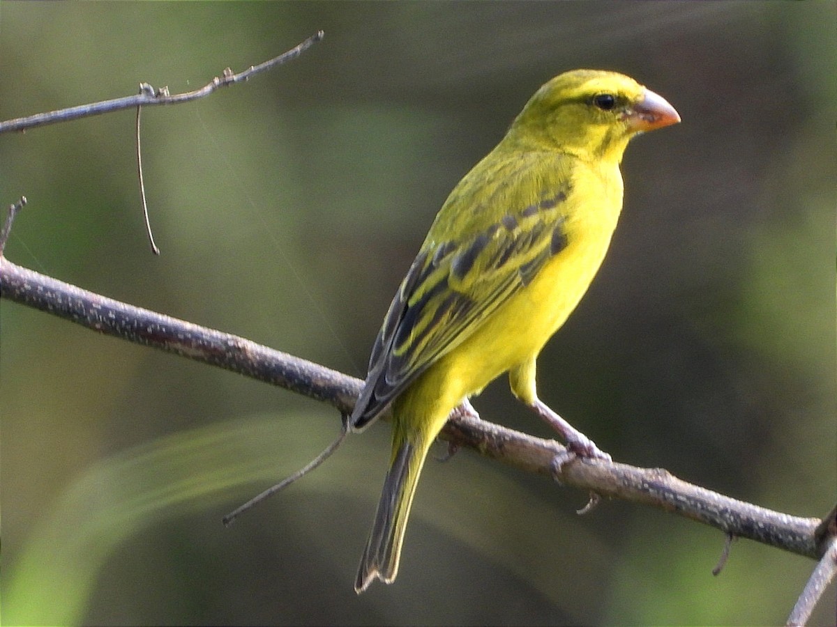 オオカナリア - ML644552631