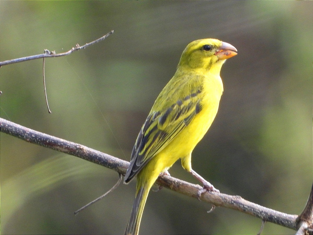 オオカナリア - ML644552632