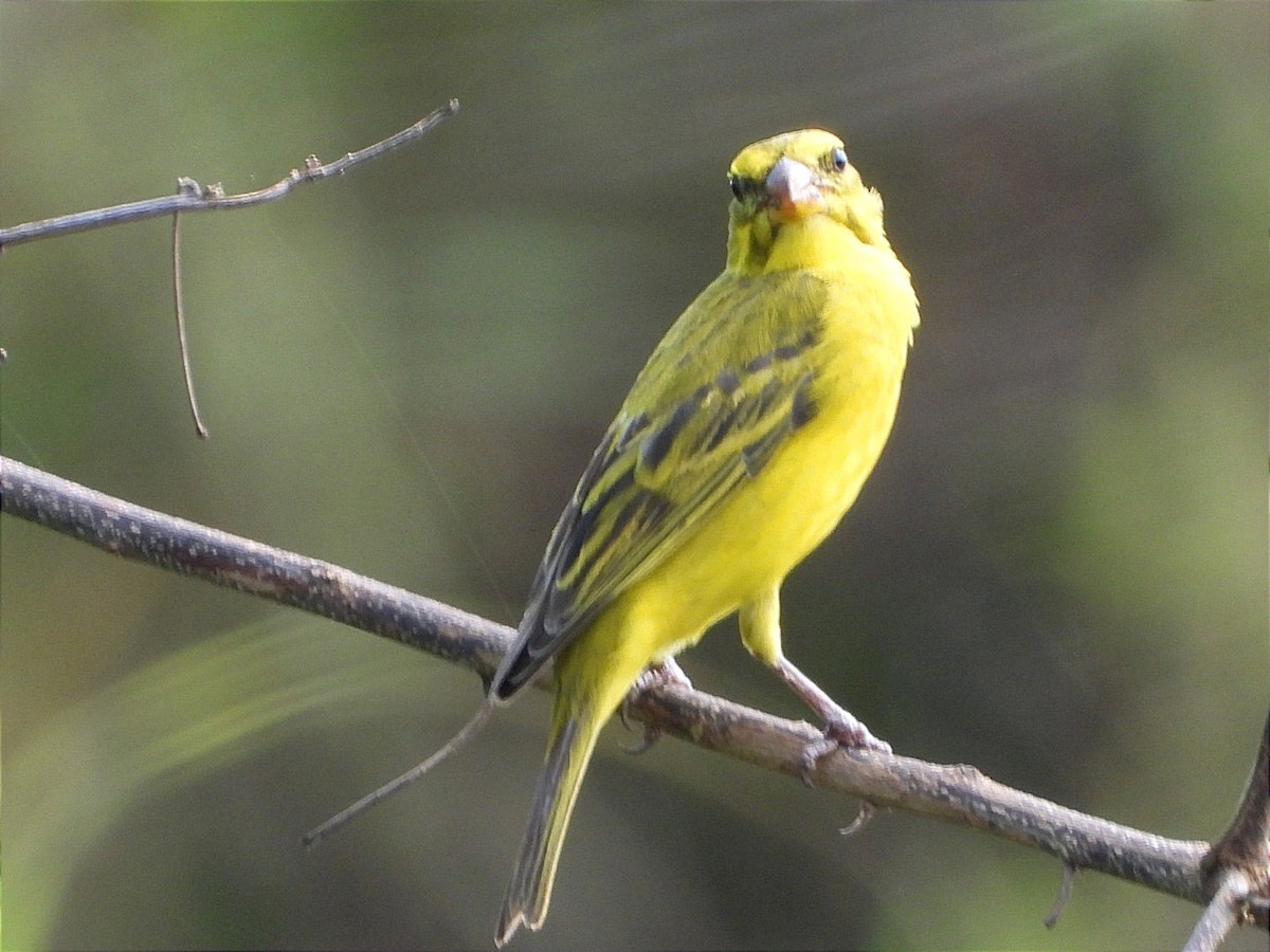 オオカナリア - ML644552633