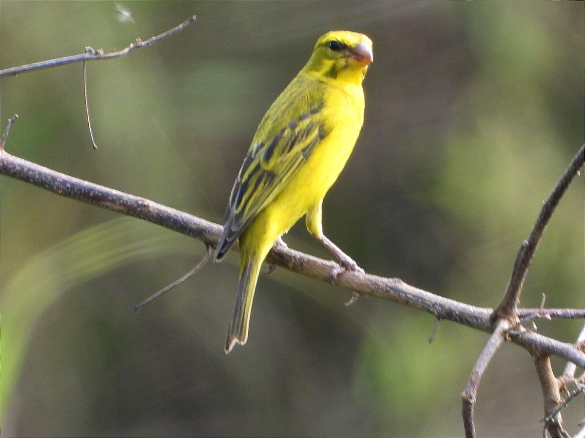 オオカナリア - ML644552635