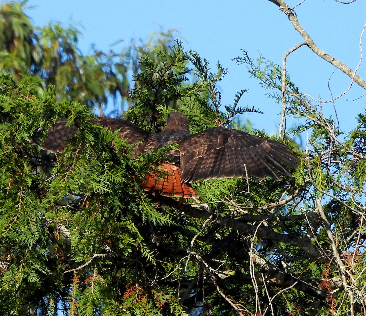 アカオノスリ - ML644552636