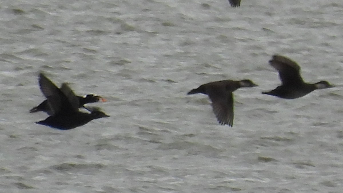 アラナミキンクロ - ML644552637