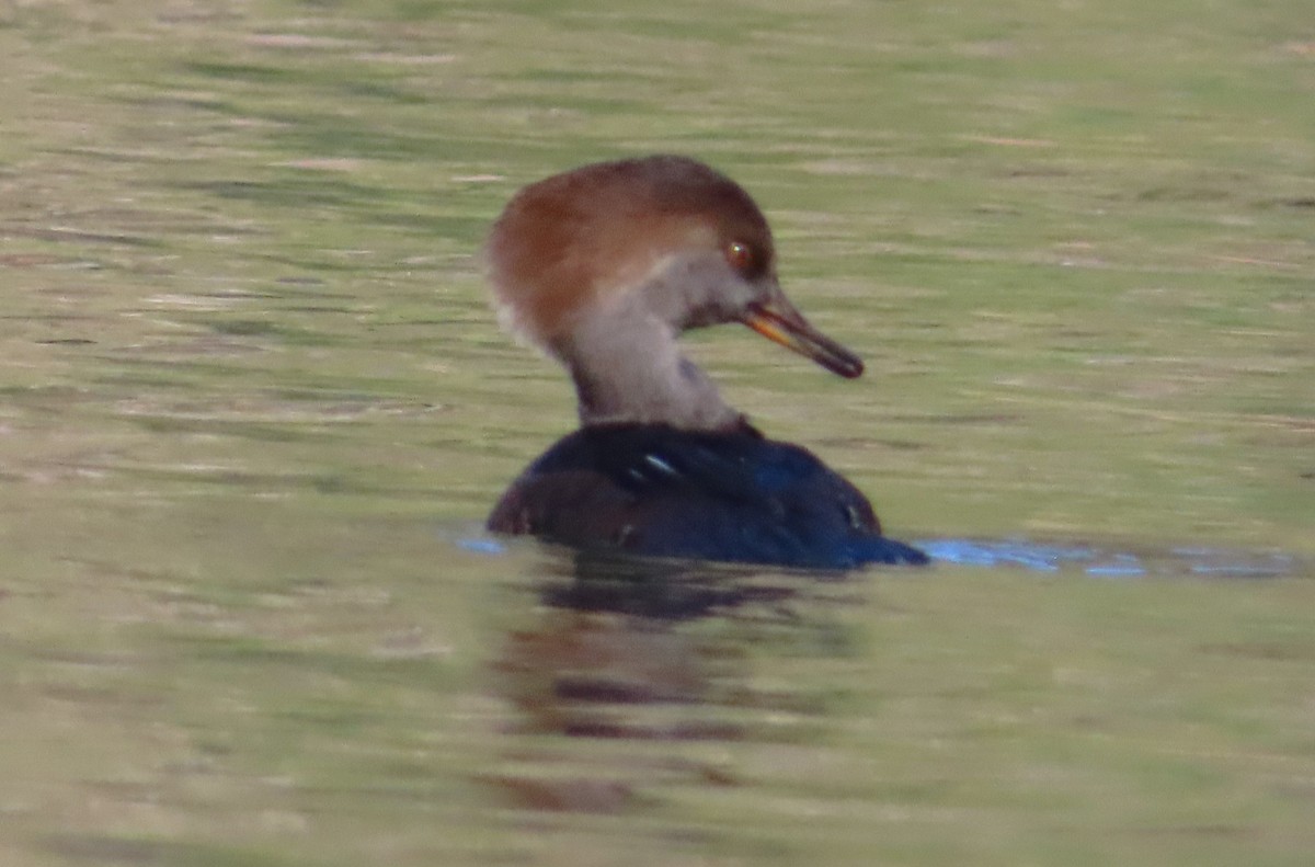 オウギアイサ - ML644552638