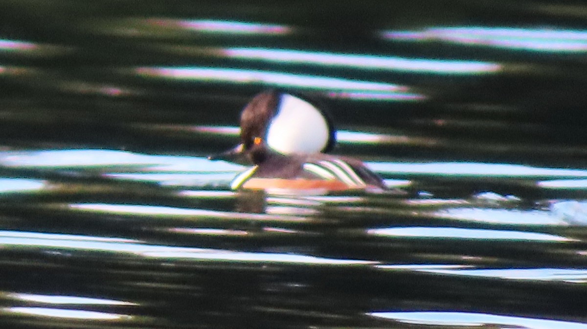 オウギアイサ - ML644552639