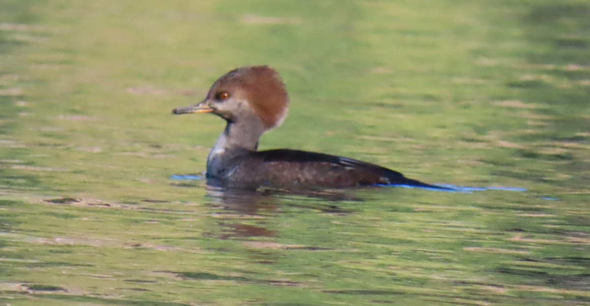 オウギアイサ - ML644552641