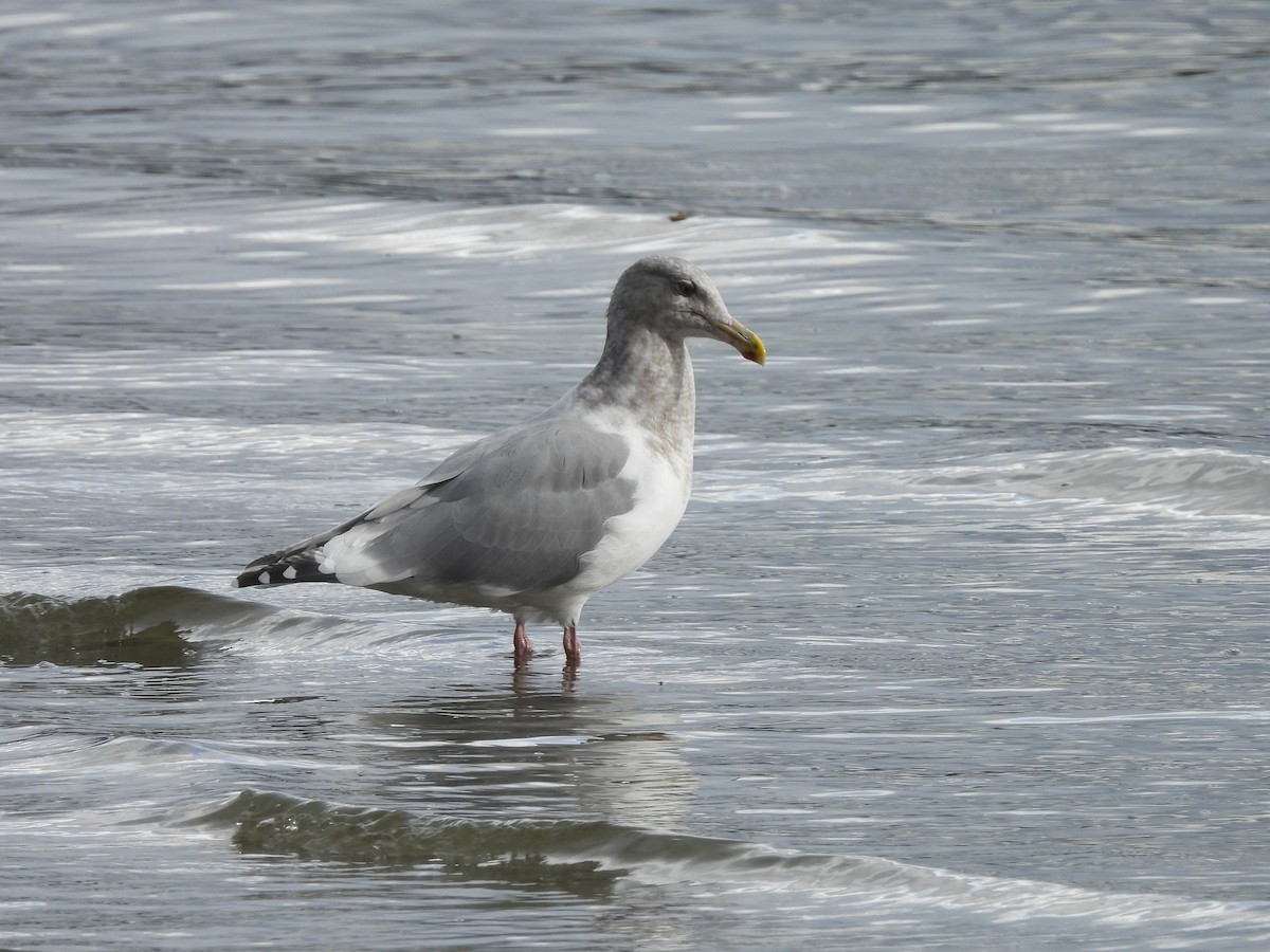 雑種 アメリカオオセグロカモメ ｘ ワシカモメ - ML644552644