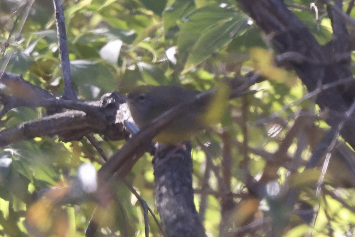 MacGillivray's Warbler - ML644552646