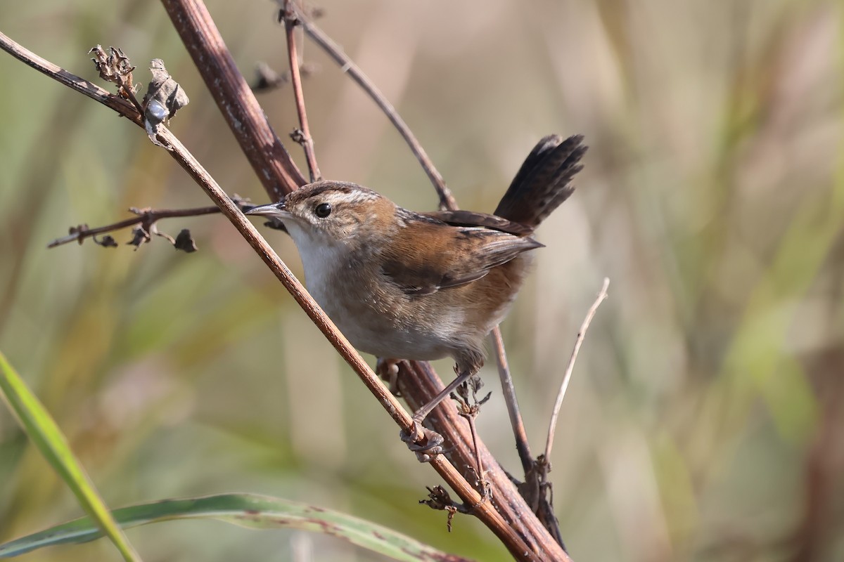 ハシナガヌマミソサザイ - ML644552647