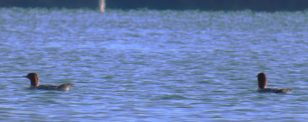 カワアイサ - ML644552650