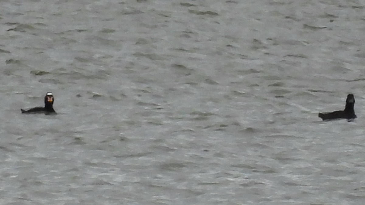 アラナミキンクロ - ML644552659