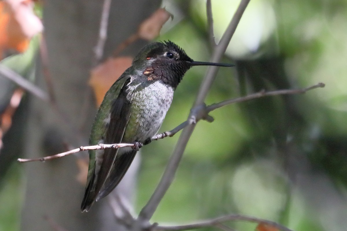 Anna's Hummingbird - ML644552661