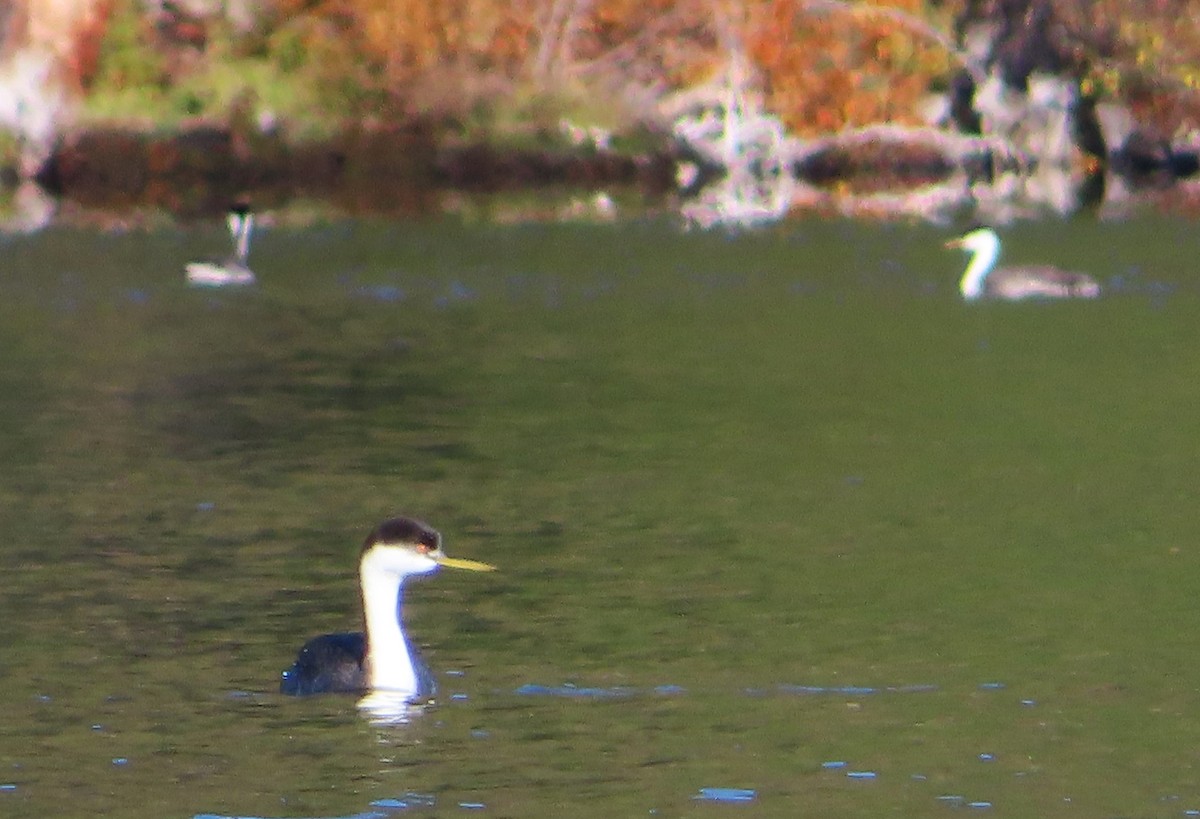 Western Grebe - ML644552664