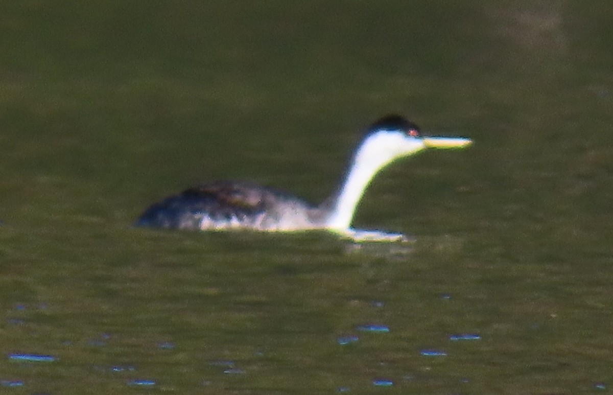 Western Grebe - ML644552665