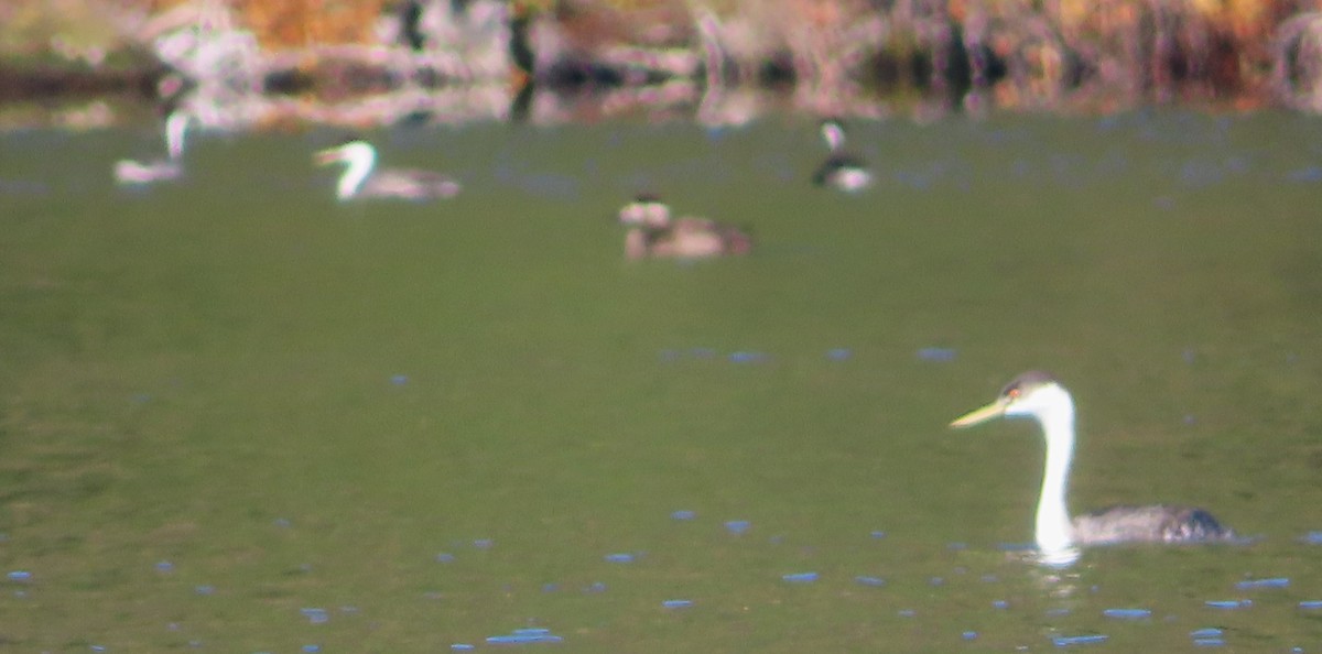 Western Grebe - ML644552666
