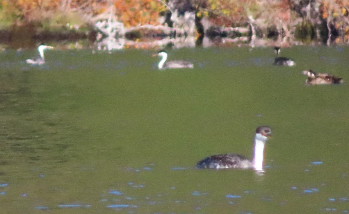 Western Grebe - ML644552668