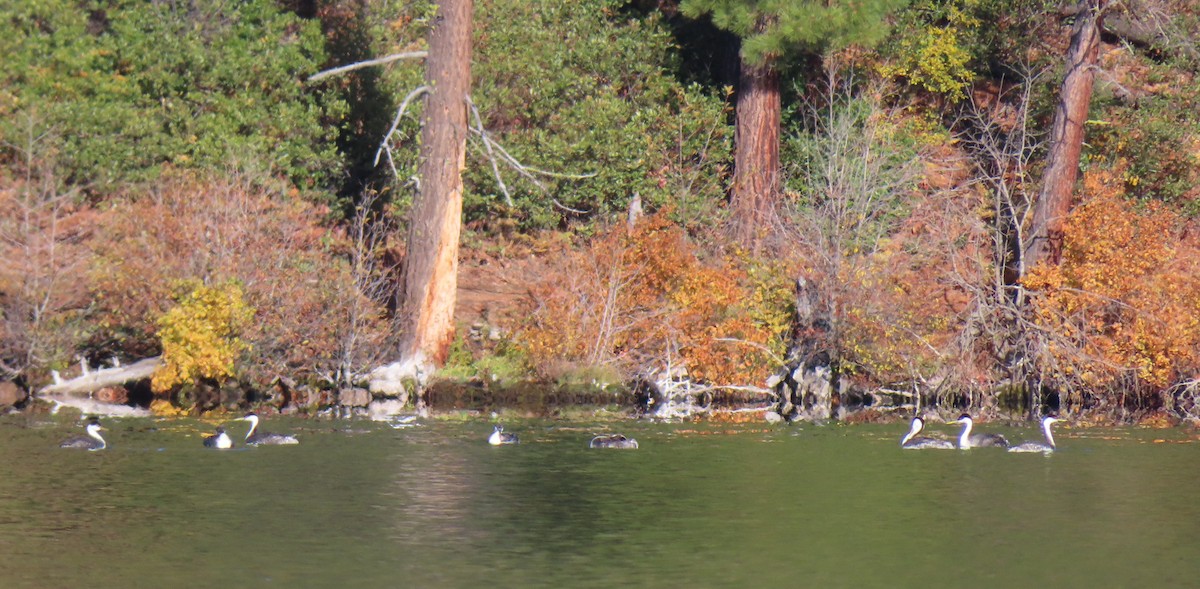Western Grebe - ML644552670