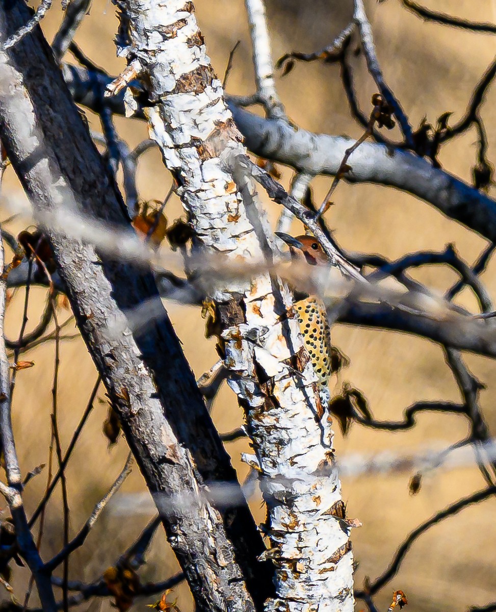 Pic flamboyant - ML644552688