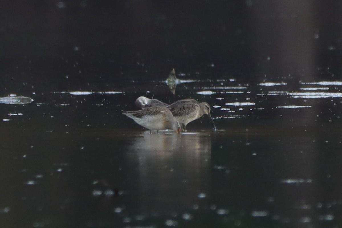 Kuliska oilagorra - ML644552693