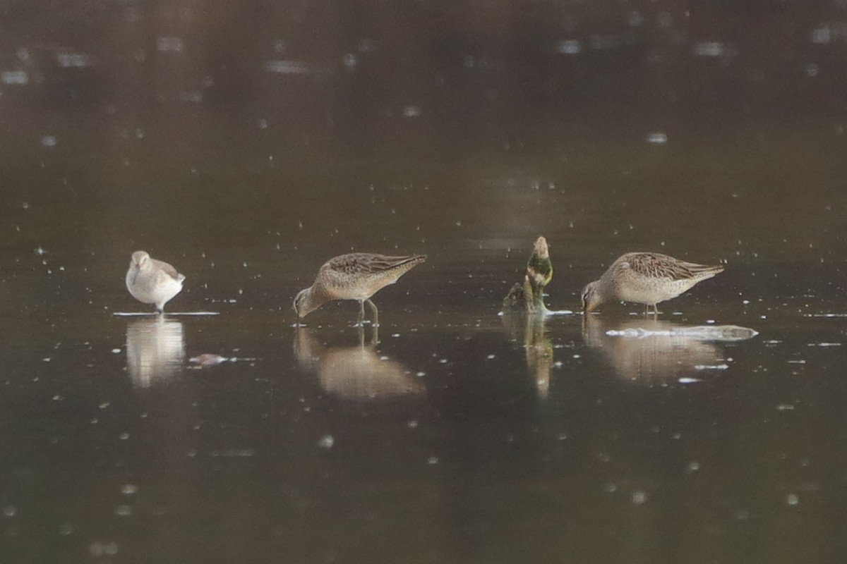 Kuliska oilagorra - ML644552694