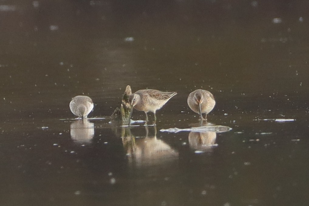 Kuliska oilagorra - ML644552695