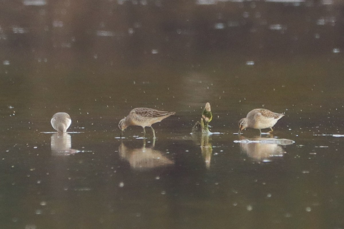 Kuliska oilagorra - ML644552696