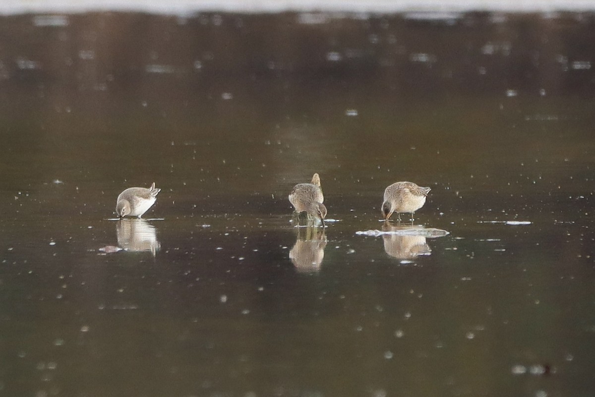 Kuliska oilagorra - ML644552697